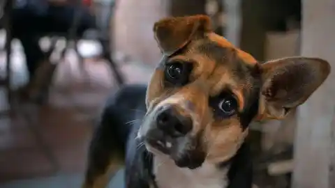 Imagen 1 de Siete situaciones en las que confundimos a nuestros perros sin darnos cuenta