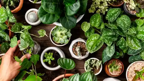 Imagen 1 de Qué significa llenar la casa de plantas, según los expertos en psicología