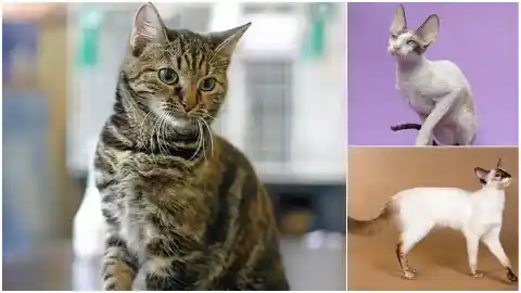 Imagen 1 de Conoce las razas felinas creadas para comportarse de una forma concreta y no solo por su aspecto
