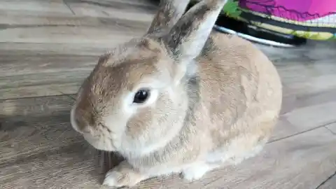 Imagen 1 de ¿Es necesario vacunar a nuestros conejos?