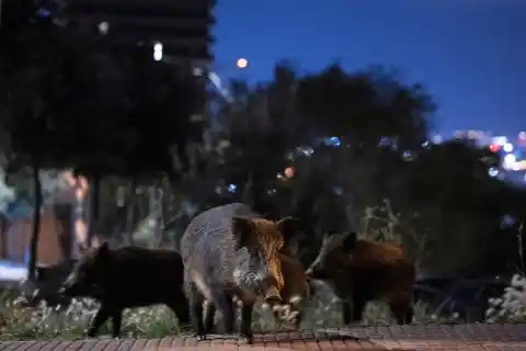 Imagen 1 de Alimento a destajo, sin depredadores naturales y cazadores en extinción: por qué Cataluña no logra contener la población de jabalíes