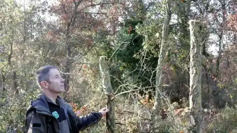 Imagen 1 de Agents Rurals detectan talas ilegales en fincas privadas para fabricar el 'tió' de Nadal