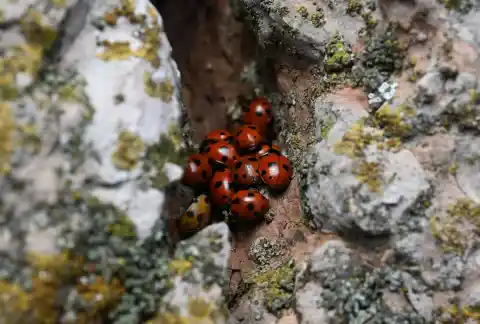 Imagen 1 de Los bichos en invierno: los jardineros en la sombra cuando hace frío