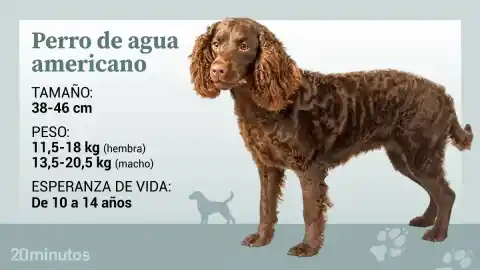 Imagen 1 de Así es el perro de agua americano, un gran desconocido nacido entre lagos helados