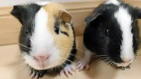 Imagen 1 de ¿Sabías que las cobayas son más inteligentes de lo que parecen?