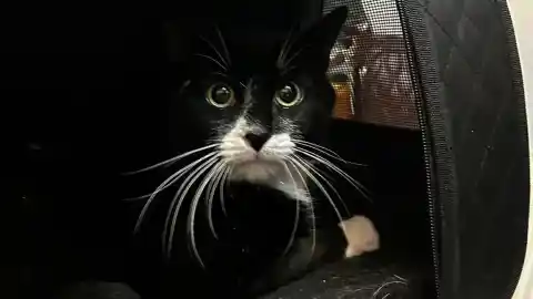 Imagen 1 de Rescatan a un gato al que su dueña puso a la venta en Vinted por 35 euros