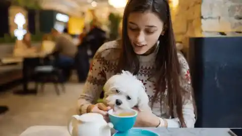 Imagen 1 de Veterinarios publican un libro sobre los problemas de tratar a los perros como si fueran niños
