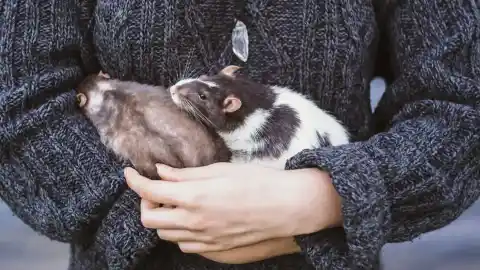 Imagen 1 de ¿Son las ratas tan limpias como los gatos? Expertos explican su comportamiento y necesidades