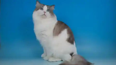 Imagen 1 de Un estudio reúne las enfermedades más comunes en la raza felina de los ragdoll