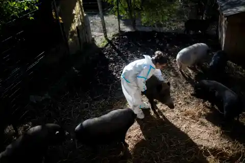 Imagen 1 de El Govern blinda la bioseguridad del sector porcino con una batería de medidas ante la amenaza sanitaria