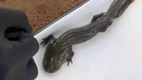 Imagen 1 de Científicos de la UNAM localizan hasta 50 especímenes del ajolote del Altiplano tras 15 años sin ser visto en Querétaro