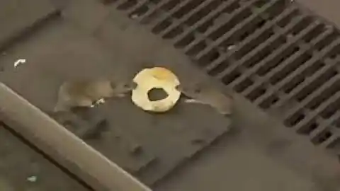 Imagen 1 de Dos ratas y un 'bagel': la dramática lucha por sobrevivir de dos roedores en el metro de Nueva York