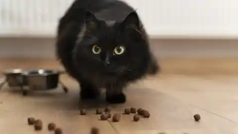 Imagen 1 de Elegir el alimento adecuado para tu gato: cómo decidir entre comida húmeda y seca