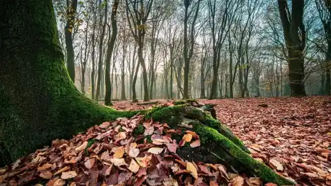Imagen 1 de Escupe una hoja que el viento le metió en la boca y lo multan con 170 €