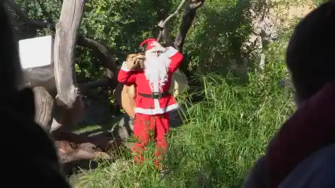 Imagen 1 de Papá Noel adelanta los regalos de Navidad a los animales del parque Bioparc