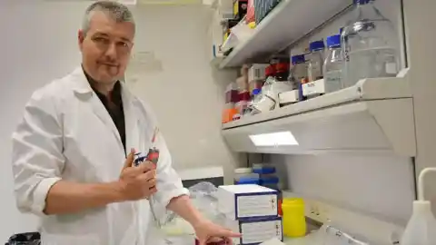 Imagen 1 de “Algunos jabalíes infectados pueden sobrevivir y seguir extendiendo la peste”