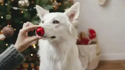 Imagen 1 de Señales de que tu perro no quiere estar en tu celebración navideña