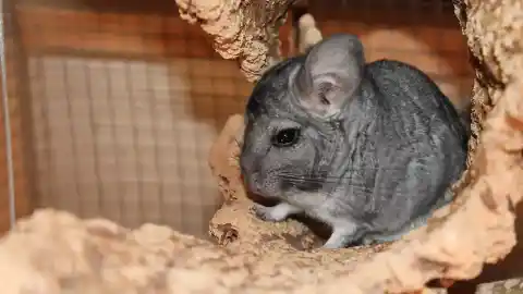 Imagen 1 de ¿Sabemos cuidar de nuestras chinchillas? Guía esencial para tenerlas sanas y felices