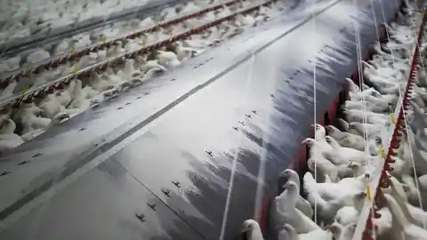 Imagen 1 de El Govern extrema los controles para evitar el contagio por la gripe aviar en Lleida