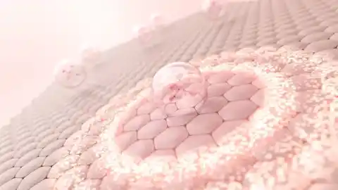 Imagen 1 de ¿Rejuvenecer es posible? Un nuevo experimento con bilogía celular revela una mejora y rejuvenecimiento en los órganos