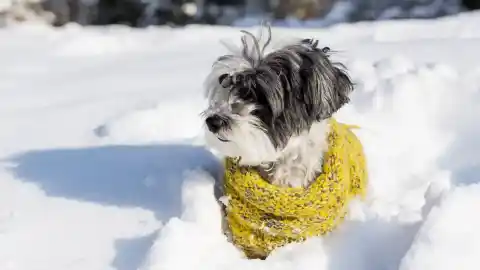 Imagen 1 de Perros y nieve: lo que hay que saber antes de subir a la montaña a pasar el día