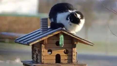 Imagen 1 de El impacto oculto de los gatos domésticos en la biodiversidad urbana