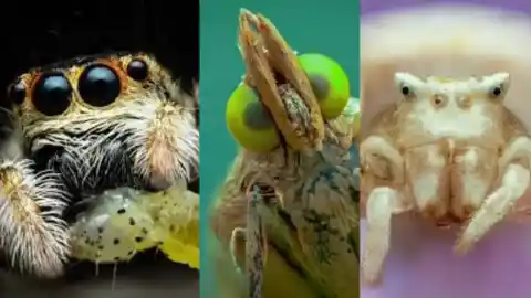 Imagen 1 de Arañas, hormigas y escarabajos: así son de cerca las musas de Ivan Zivkovic, el viral fotógrafo de insectos