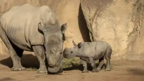 Imagen 1 de El primer rinoceronte nacido en Bioparc Valencia ya tiene nombre