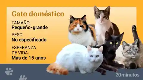 Imagen 1 de Así es el gato doméstico común: el origen de todos los gatos y el verdadero rey de los hogares