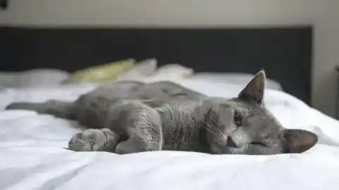 Imagen 1 de Comportamiento felino: por qué los gatos orinan sobre la cama y cómo prevenirlo