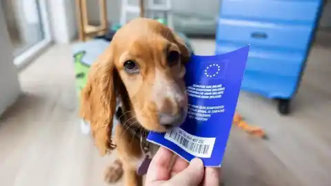 Imagen 1 de Escapadas invernales con perro: seis destinos para quienes necesitan desconectar