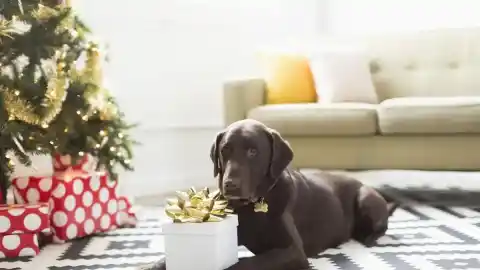 Imagen 1 de Los Reyes Magos también se acuerdan de tu perro: los mejores regalos para los más peludos de la casa