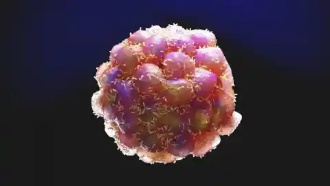 Imagen 1 de ¿Una estrategia para atacar debilidades ocultas de las células cancerosas?