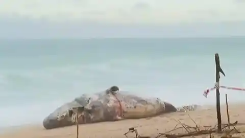 Imagen 1 de El temporal de mar arrastra a un cachalote muerto hasta una playa de Platja d'Aro