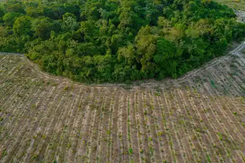 Imagen 1 de Re.green, la empresa brasileña que quiere convertir la reforestación de la selva en un negocio rentable