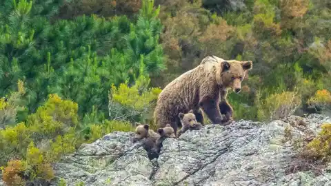 Imagen 1 de Los osos están cambiando su conducta, su forma y hasta su genética por culpa de las presiones humanas