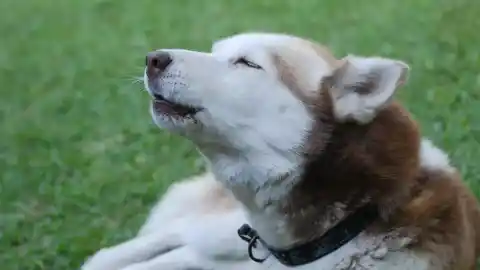 Imagen 1 de Dime de qué raza es y te diré cuánto le duele: cómo los prejuicios afectan la atención veterinaria