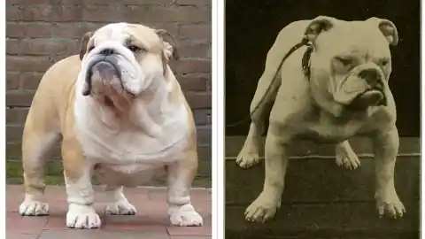 Imagen 1 de Nuevas herramientas en el Reino Unido buscan priorizar la salud de razas de cara chata