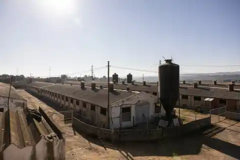 Imagen 1 de Cataluña despide un ‘annus horribilis’ de su sector primario con el temor por la peste porcina