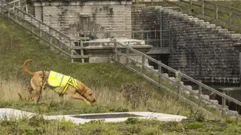 Imagen 1 de Bracken, el perro detector que ayuda a proteger a los últimos erizos británicos