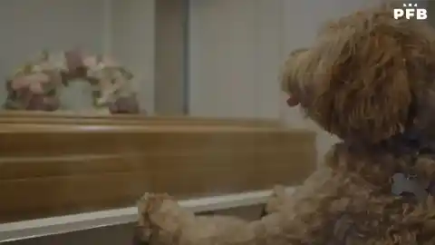 Imagen 1 de Tanatorios pet-friendly: una iniciativa que reconoce el vínculo emocional entre animales y humanos