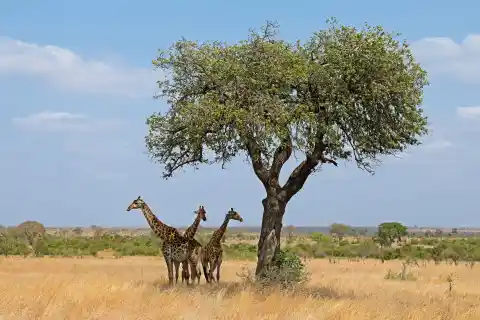 Imagen 1 de Los mejores consejos si quieres visitar el parque nacional Kruger, en Sudáfrica
