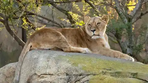 Imagen 1 de Muere Luana, la leona "viejecita y juguetona" de Bioparc Valencia