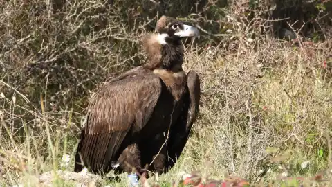Imagen 1 de Liberados los primeros ocho ejemplares de buitre negro en el Parc Natural dels Ports