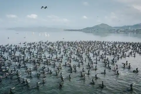 Imagen 1 de La expansión del puerto de Manzanillo amenaza el mayor humedal de Colima