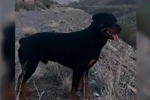 Imagen 1 de Dos meses sin respuestas por el perro matado por la Patrulla Fronteriza en El Paso
