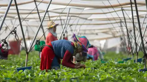 Imagen 1 de España contrata un 25% más de inmigrantes temporeros que luego vuelven a sus países