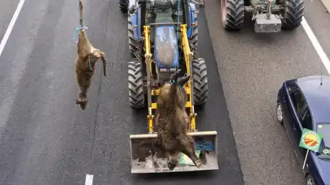 Imagen 1 de Ganaderos cuelgan un jabalí y un ciervo muertos en la C-17 contra el exceso de fauna salvaje