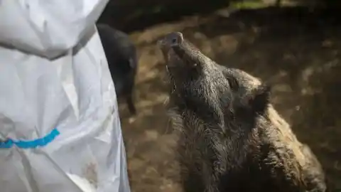 Imagen 1 de Cataluña confirma dos positivos de peste porcina y un foco de gripe aviar