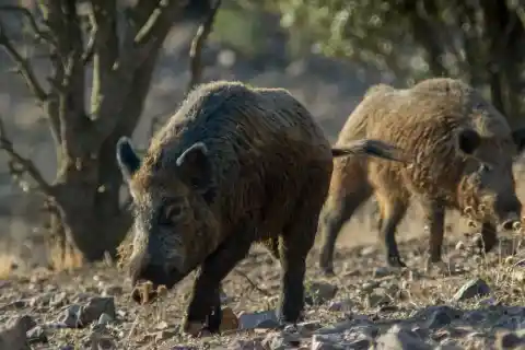 Imagen 1 de El Gobierno confirma otros dos positivos por peste porcina en Cataluña